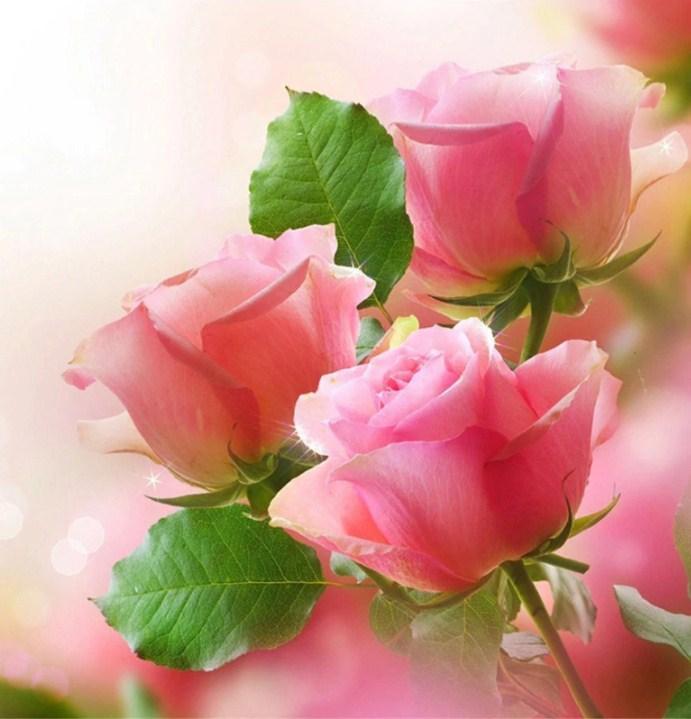 Lovely Pink Roses - Diamond Painting Kit - diamond-painting-bliss.myshopify.com