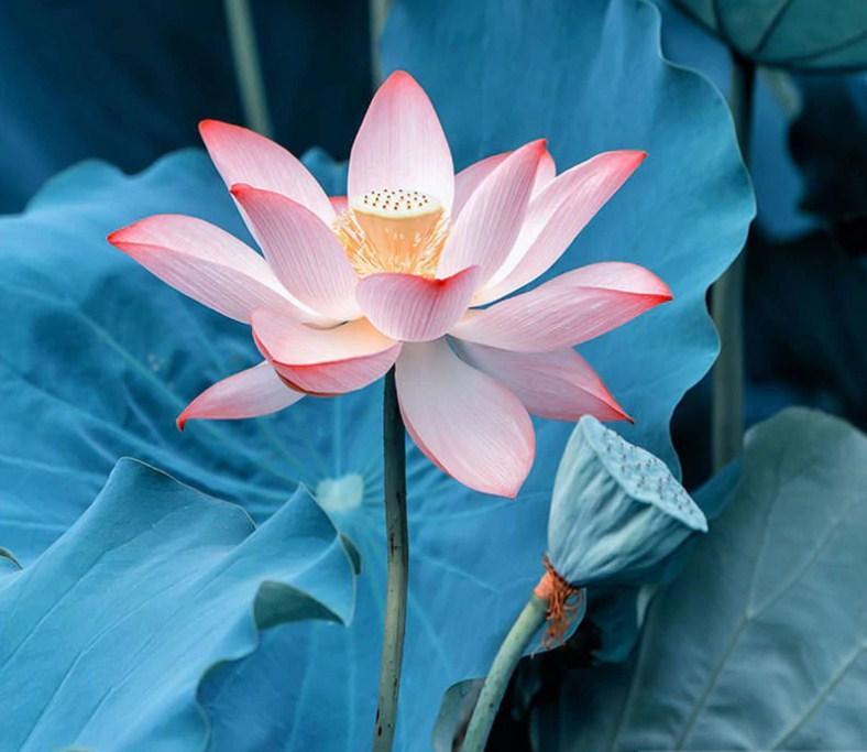 Nymphaea Nelumbo - Diamond Painting Kit - diamond-painting-bliss.myshopify.com