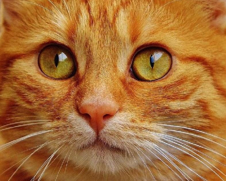 Orange Tabby Cat Diamond Painting - diamond-painting-bliss.myshopify.com