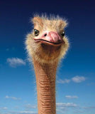 Ostrich Face Close up Diamond Painting - diamond-painting-bliss.myshopify.com