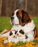 Pet Dog Saint Bernard with Puppies - diamond-painting-bliss.myshopify.com