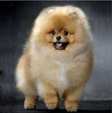 Pomeranian - Paint by Diamonds - diamond-painting-bliss.myshopify.com