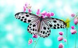 Pretty Butterfly - Diamond Painting Kit - diamond-painting-bliss.myshopify.com