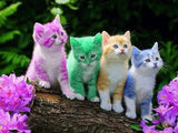 Rainbow Kittens - Paint with Diamonds - diamond-painting-bliss.myshopify.com