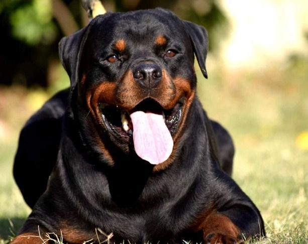 Rottweiler Yawning - Diamond Painting - diamond-painting-bliss.myshopify.com