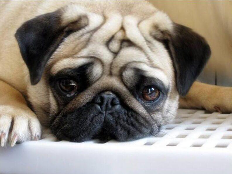 Sad Pug Dog Painting - diamond-painting-bliss.myshopify.com