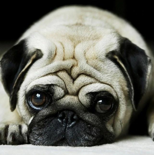 Sad Puppy - diamond-painting-bliss.myshopify.com