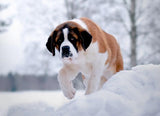 Saint Bernard in Snow Diamond Painting - diamond-painting-bliss.myshopify.com