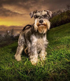 Schnauzer Dog - Paint by Diamonds - diamond-painting-bliss.myshopify.com