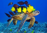 Sea Turtle & Fish  Diamond Painting - diamond-painting-bliss.myshopify.com