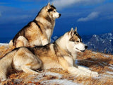 Siberian Husky Pair on Mountains - diamond-painting-bliss.myshopify.com