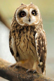 Sitting Owl Diamond paint - diamond-painting-bliss.myshopify.com