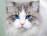 Stunning Cat with Blue Eyes - diamond-painting-bliss.myshopify.com