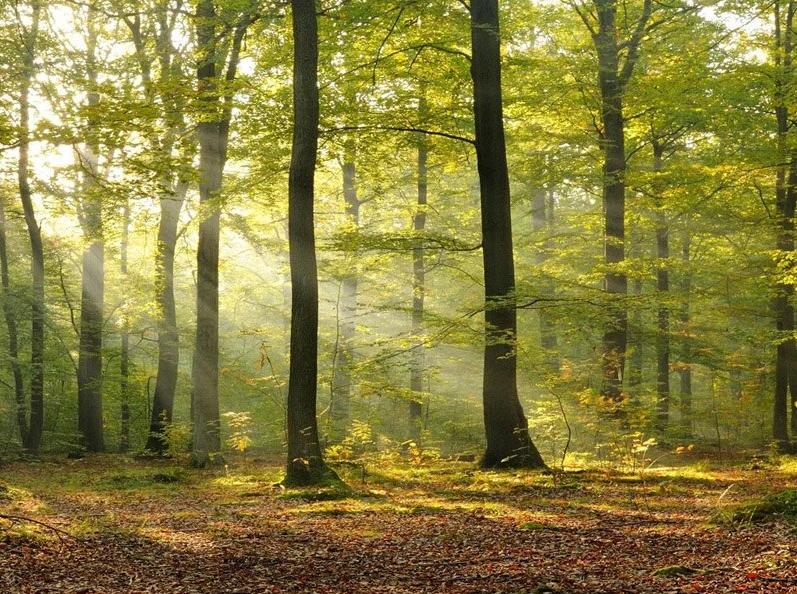 Sunshine in the Forest - diamond-painting-bliss.myshopify.com