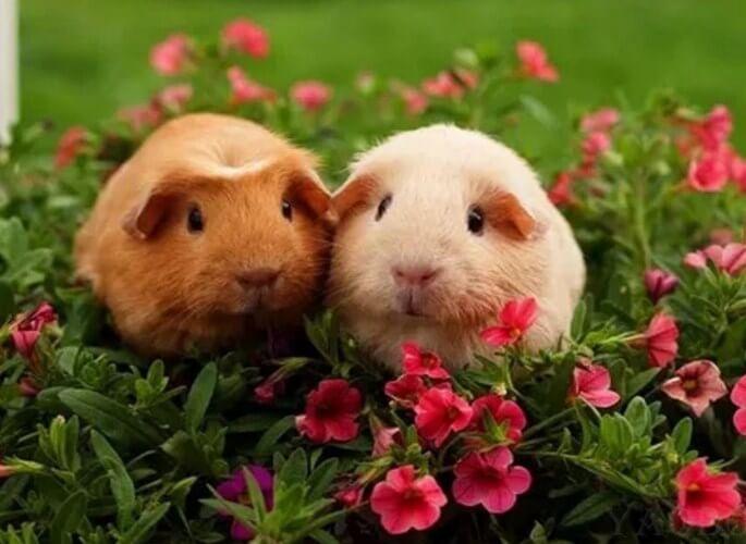 Image showcasing Sweet Guinea pigs Pair – Diamond Painting Bliss