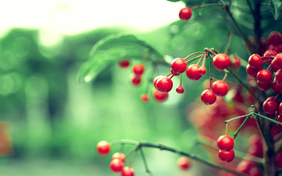 Twig Red Berries Leaves - diamond-painting-bliss.myshopify.com