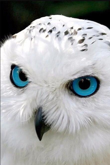 White Owl with Blue Eyes - diamond-painting-bliss.myshopify.com