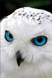 White Owl with Blue Eyes - diamond-painting-bliss.myshopify.com