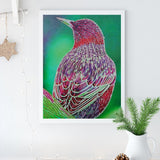 Ruby-throated Hummingbird