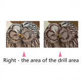 Two Cute Owls