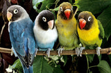 Lovely Parrots On Branch Painting