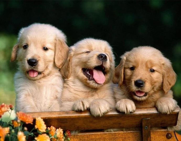 3 Cute Puppies Diamond Painting - diamond-painting-bliss.myshopify.com