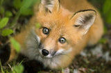 Adorable Fox - Paint by Diamonds - diamond-painting-bliss.myshopify.com