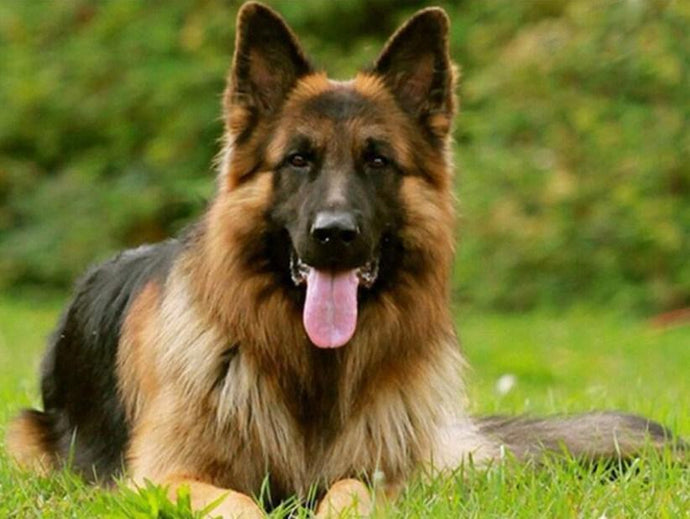 Adorable German Shepherd Diamond Painting - diamond-painting-bliss.myshopify.com
