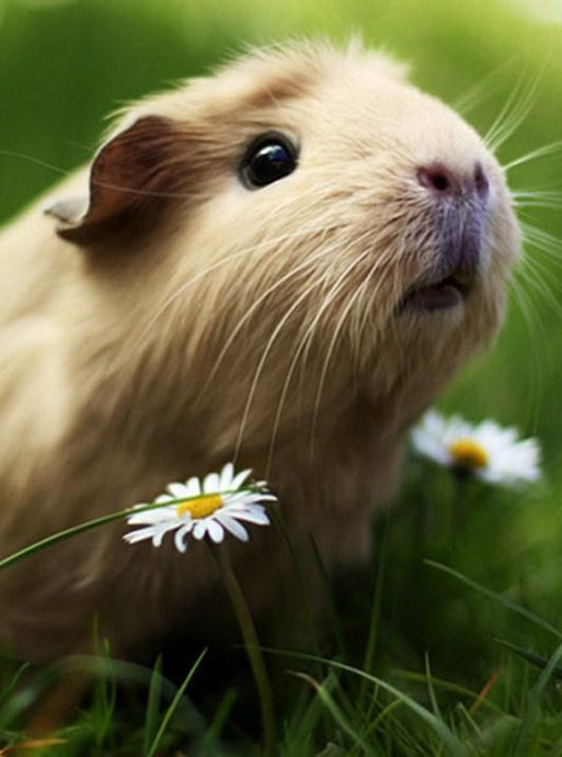 Adorable Guinea Pig - Paint by Diamonds - diamond-painting-bliss.myshopify.com