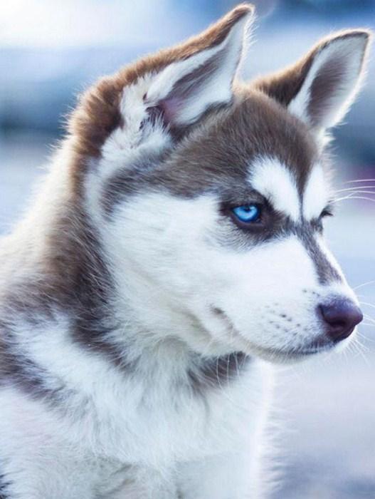 Adorable Husky with Blue Eyes - diamond-painting-bliss.myshopify.com
