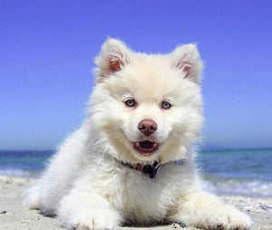 Adorable Puppy on the Beach - diamond-painting-bliss.myshopify.com