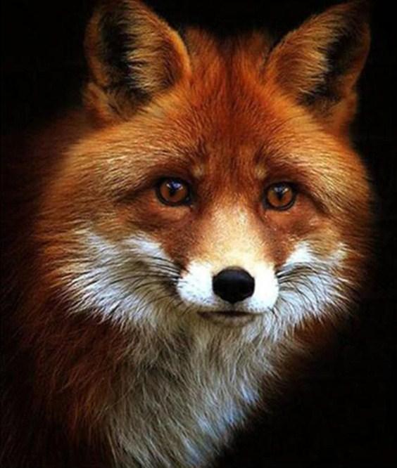 Adorable Red Fox Diamond Painting – Diamond Painting Bliss