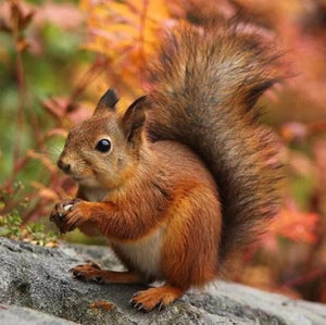 Adorable Squirrel Diamond Painting - diamond-painting-bliss.myshopify.com