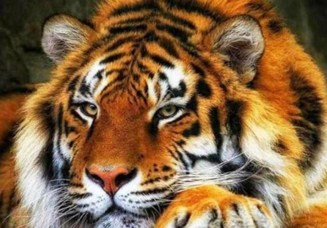 Adorable Tiger Diamond Painting - diamond-painting-bliss.myshopify.com