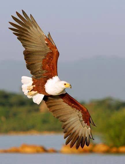 African Eagle Diamond Painting - diamond-painting-bliss.myshopify.com