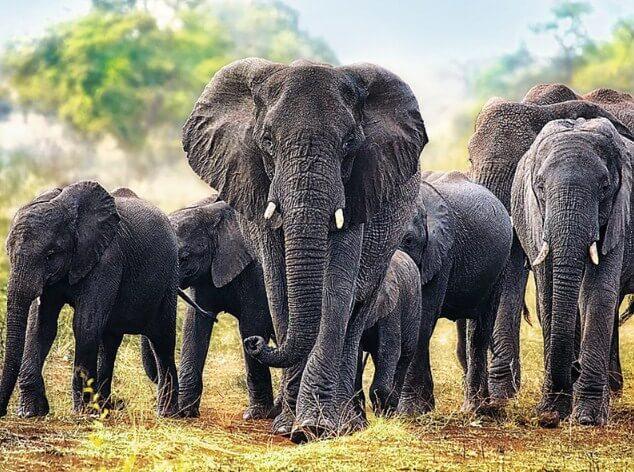 African Elephants Diamond Painting Kit - diamond-painting-bliss.myshopify.com