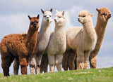 Alpacas & Llamas - Diamond Painting Kit - diamond-painting-bliss.myshopify.com