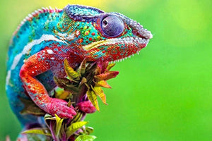 Amazing Chameleon - Paint by Diamonds - diamond-painting-bliss.myshopify.com