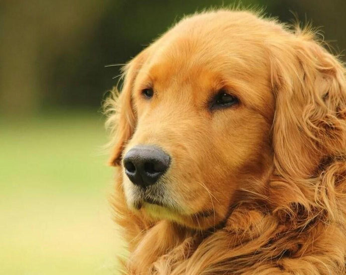 Amazing Golden Retriever - Paint by Diamonds - diamond-painting-bliss.myshopify.com