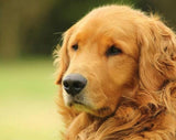 Amazing Golden Retriever - Paint by Diamonds - diamond-painting-bliss.myshopify.com
