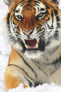 Angry Tiger - diamond-painting-bliss.myshopify.com