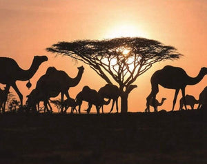 Arabian Camels - Paint by Diamonds - diamond-painting-bliss.myshopify.com