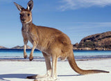 Australian Kangaroo on the Beach - diamond-painting-bliss.myshopify.com
