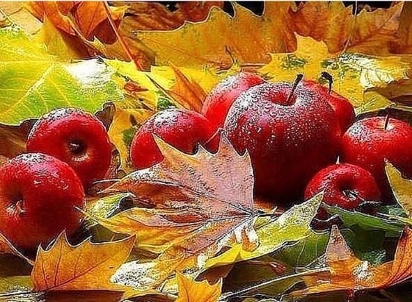 Autumn Leaves & Fruits - diamond-painting-bliss.myshopify.com