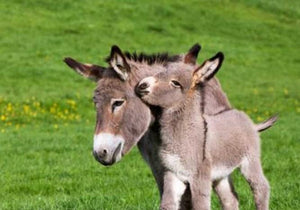 Baby Donkey with Mother - diamond-painting-bliss.myshopify.com