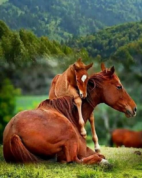Baby Horse with Mare - diamond-painting-bliss.myshopify.com