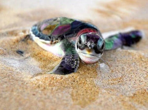 Baby Turtle - Paint by Diamonds - diamond-painting-bliss.myshopify.com