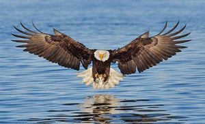 Bald Eagle Landing in Water - diamond-painting-bliss.myshopify.com
