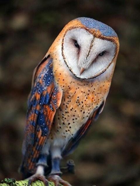Barn Owl - Paint with Diamonds - diamond-painting-bliss.myshopify.com