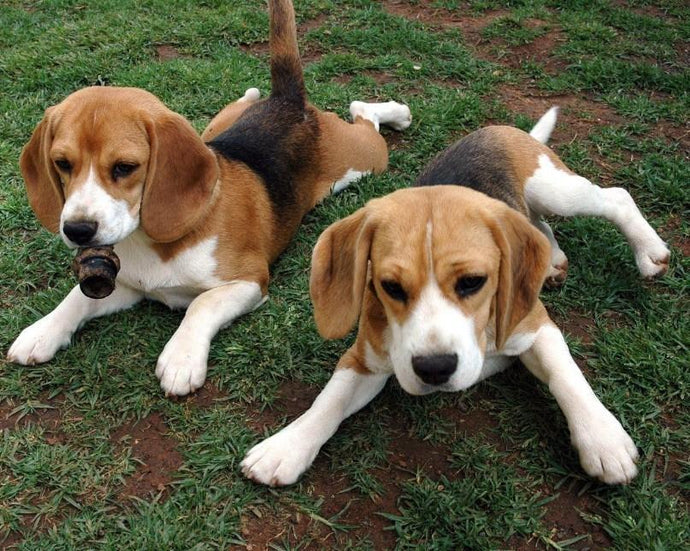Beagle Bloodhound Puppies Diamond Painting - diamond-painting-bliss.myshopify.com